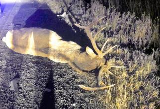 В Югре олень спровоцировал ДТП — животное погибло, водитель в больнице