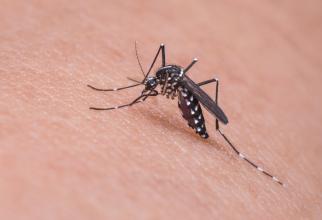 В Сургутском районе начали травить комаров и грызунов