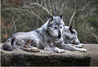 В Югре волки начали выходить к людям и убивать собак