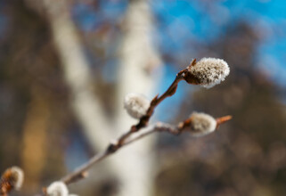 В ХМАО потеплеет до плюс 21 градуса